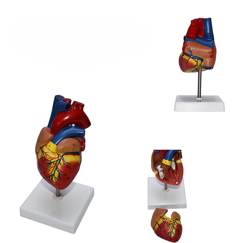 Творческая модель человеческого сердца с цифровой идентификацией, съемная крышка, украшение, учебное оборудование, просвещение, образование