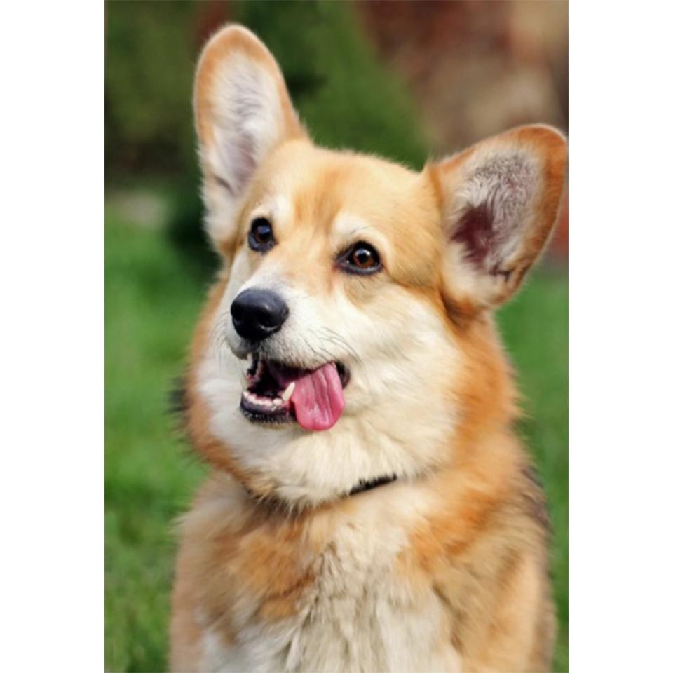 5D DIY алмазная живопись животное собака набор для вышивки крестом полная Алмазная вышивка горный хрусталь подарок украшение дома мозаика художественная картина