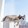 Cat Hanging Nest Super Suction Cup Swing Sun Can Be Removed and Washed Mattress Windowsill Glass Hanging Bed Pet Supplies