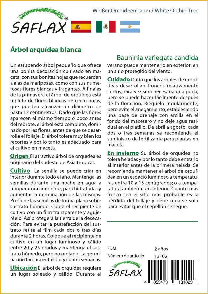 SAFLAX Белая орхидея - 5 семян - Bauhinia variegata candida