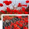 10Pcs Chinese Traditional Paper Honeycomb Lantern Plastic Hanging Garland  Shops Restaurant Party