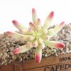 Artifical Plastic Succulent Plant Cactus Echeveria Flower Home Office Decor Gift