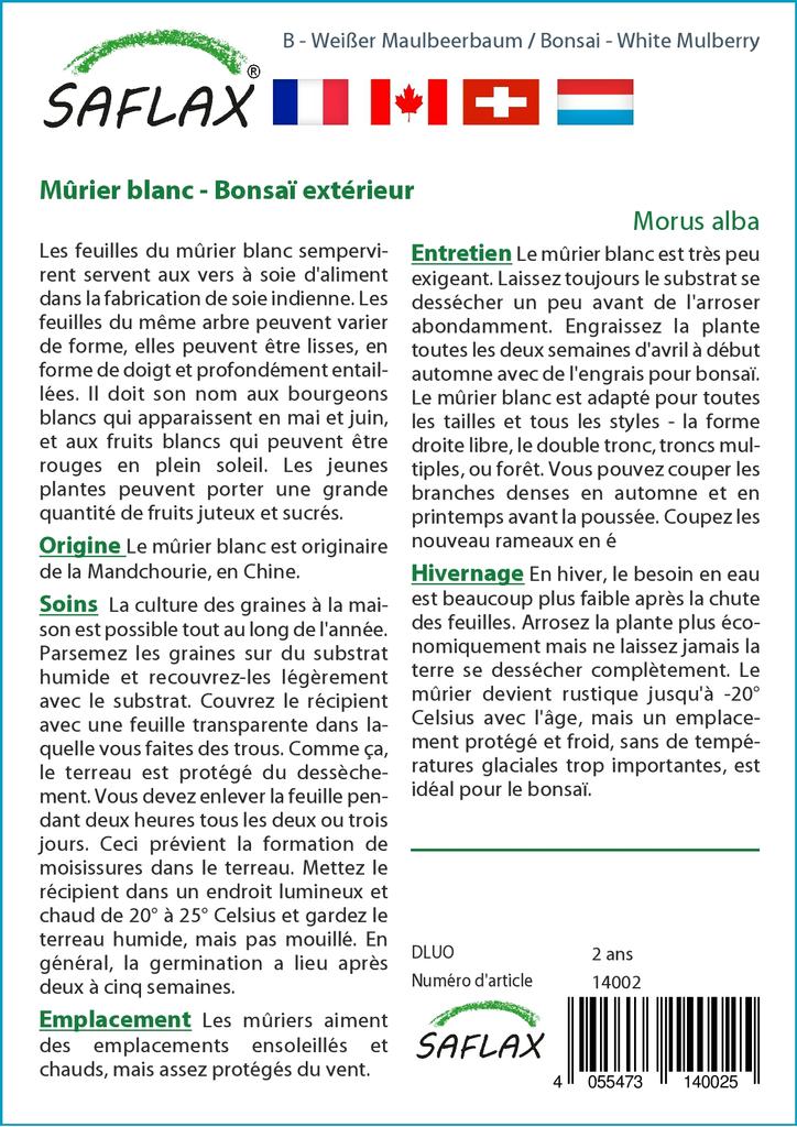 SAFLAX Бонсай - Белая шелковица - 200 семян - С горшечным субстратом для лучшего выращивания - Morus alba