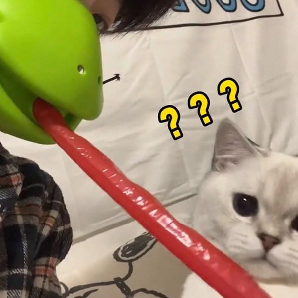 Игрушка-настольная игра «Маска лягушки в цветочном саду», набор 1+1