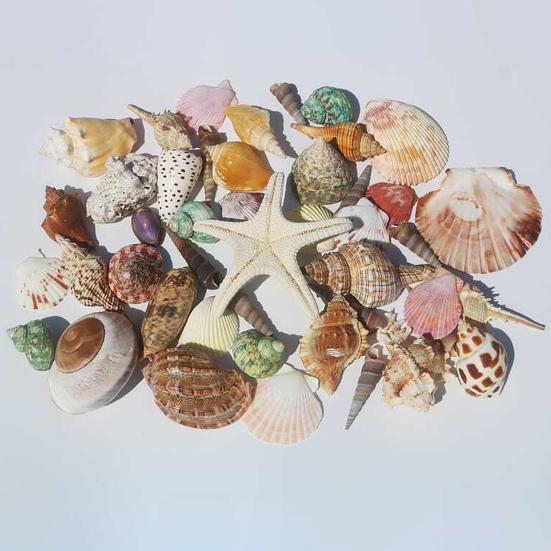 1 Bag Natural Seashells Mixed Ocean Shells Starfish Conch Various Sizes Seashells Set for DIY Crafts Beach Theme Party Fish Tank Filling