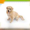 Pet Dog Replica Pvc Model For Childrens Learning Toy And Desktop Animal Display