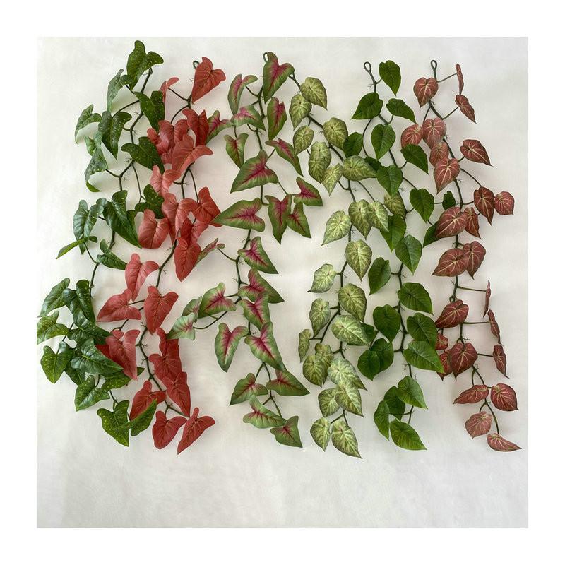 Aureum Cane Epipremnum For Kindergarten Wedding And Photography Settings