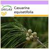 Хвощ полевой - 200 семян - Casuarina equisetifolia