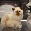 1 шт., игрушка-симулятор персидского кота, милый персидский кот, реалистичная плюшевая игрушка, детский подарок, настольная игрушка, украшение