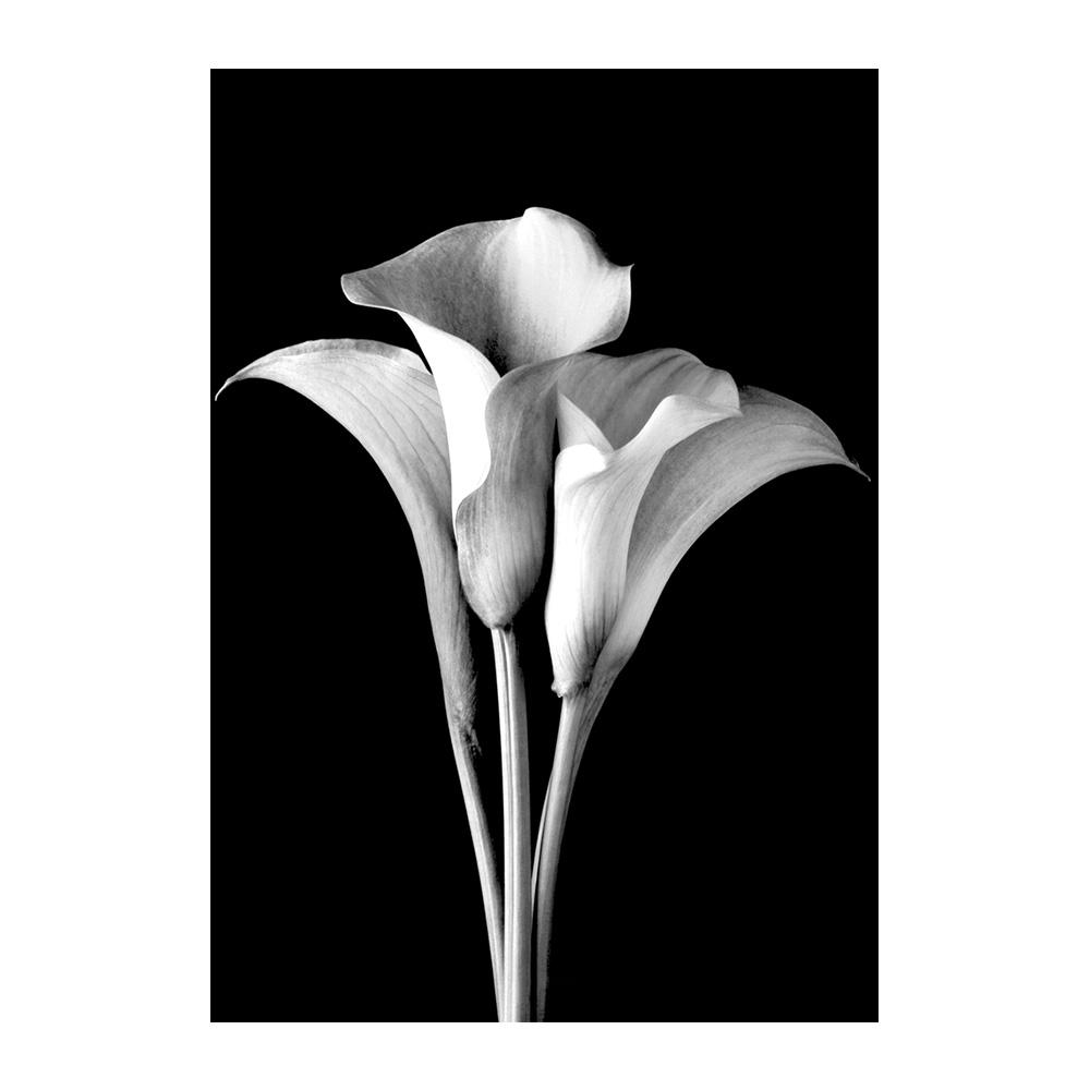Плакаты с Каллой Лилию, черно-белые цветы, принты растений, картина на холсте, настенная роспись, художественные фотографии, гостиная, спальня, современный домашний постер, украшение