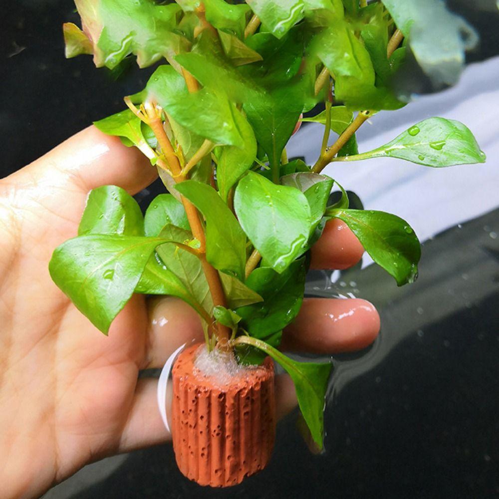 10pcs/set Decorative Aquatic Planting Ring Pottery Pottery Gravity Ring Aquarium