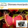 Gift Set - Venus Fly Trap - 10 Seeds - With Gift Box, Card, Label and Potting Substrate - Dionaea Muscipula