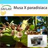 Подарочный набор - Банан обыкновенный - 10 семян - С подарочной коробкой, карточкой, этикеткой и субстратом для горшков - Musa X paradisiaca
