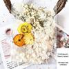 DIY Mixed Pressed Flowers Pack for Photo Frames and Kindergarten Crafts