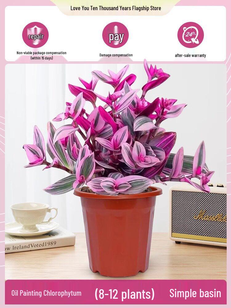 Wedding Lily of the Valley Rouge Cloud Succulents: Indoor Office Flowers & Desktop Green Plants