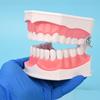 Детская модель зубов для обучения чистке зубов – съемные нижние зубы, размер 2x для обучения в детском саду