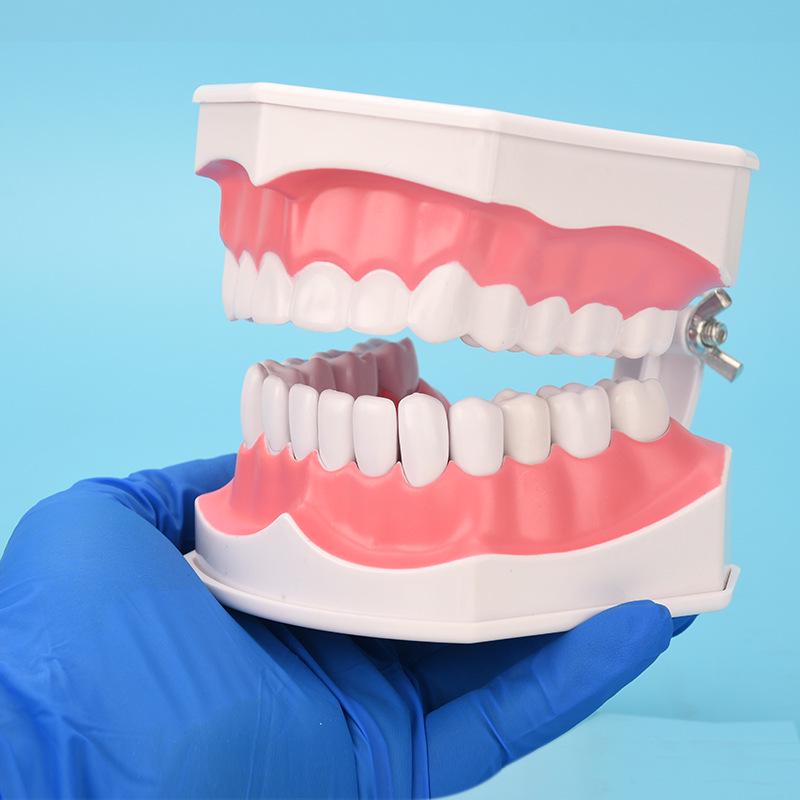 Детская модель зубов для обучения чистке зубов – съемные нижние зубы, размер 2x для обучения в детском саду