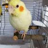 Bird Perch Wood Stand Natural Wood Stick Standing Climbing Bar Paw Grinding Toy for Birds Cage Accessories U-Shape