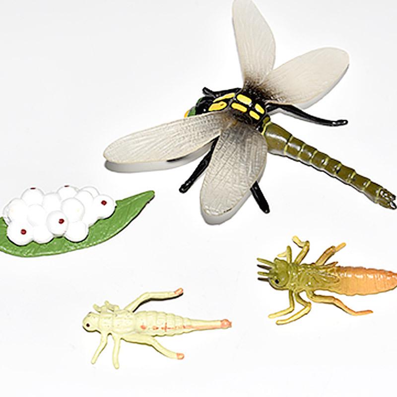 Montessori Plant & Animal Life Cycle Educational Toy Set for Early Learning