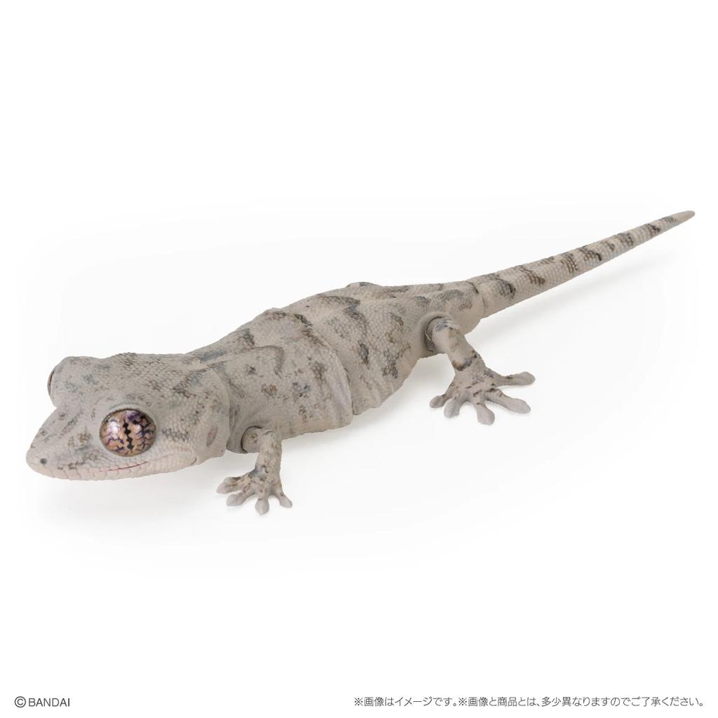 Genuine Popularity Gacha Biological Encyclopedia Japanese Gecko Bearded Lizard Action Figure Model Toys