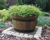 Oak flowerpot 35XH21 low K. OAK
