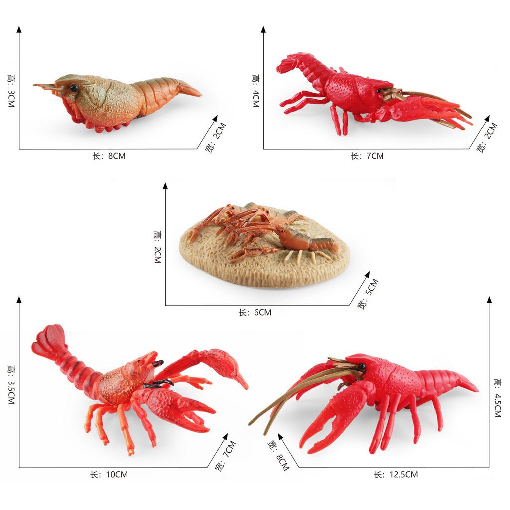 Authentic Crawfish Life Cycle Model Static Pvc Replica Ideal For Learning And Decoration