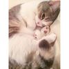 5d Алмазная картина Кошка Бродери Алмазная вышивка крестиком с изображением животных