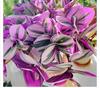 Wedding Lily of the Valley Rouge Cloud Succulents: Indoor Office Flowers & Desktop Green Plants