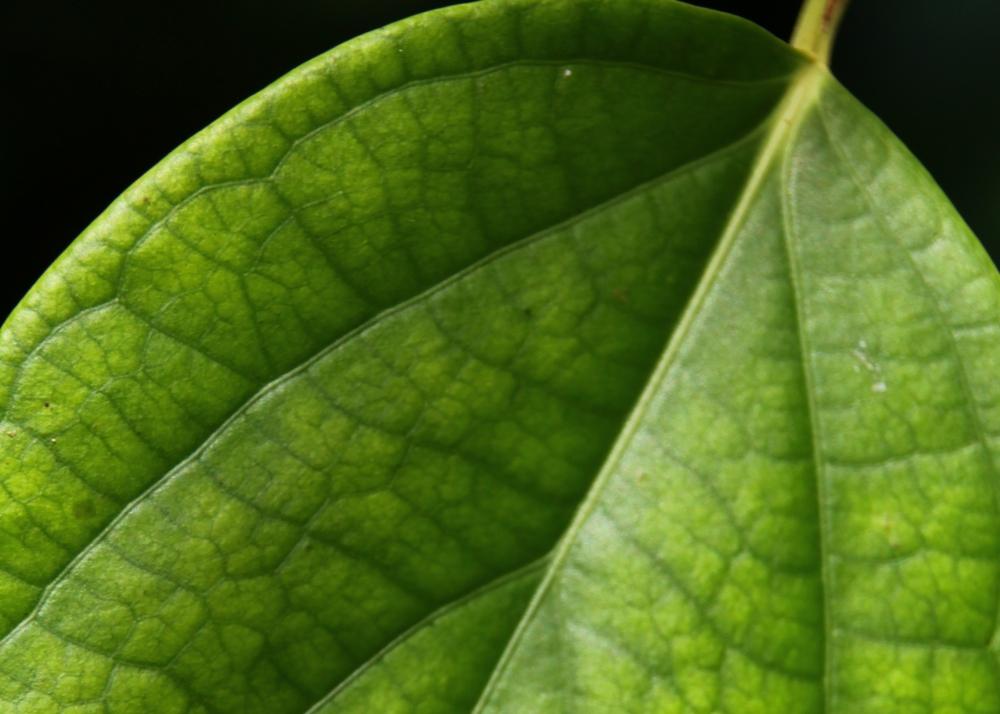 SAFLAX Garden in the Bag - Растение перца - 20 семян - С субстратом в подходящем пакете - Piper nigrum