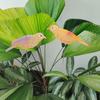 2Pcs Resin Crafts Simulation Birds Figurine Cute Mini Bird Sculpture  Outdoor Garden Lawn