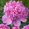 5 Peony Seeds PURPLE LOVE PINK  " -FRESH SEEDS