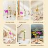 Test Tube Vase Glass Hydroponic Vase With Wooden Stand Desktop Transparent Tube