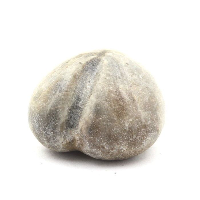 Pierres et Minéraux. Oursin Fossile, Toxaster Amplus. 159.75 ct. Claix, Isère, France.