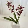Elegant Dendrobium Artificial Orchid Stem With Foliage For Tabletop Decoration