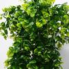 1Pcs Artificial 5Forks Rattan Eucalyptus Wall Hanging Simulation Greenery Fake Hanging Plants Vine Diy  Home Outdoor Decor Plant
