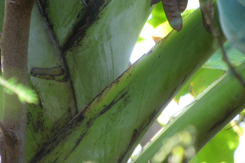 SAFLAX Банан обыкновенный - 10 семян - Musa X paradisiaca