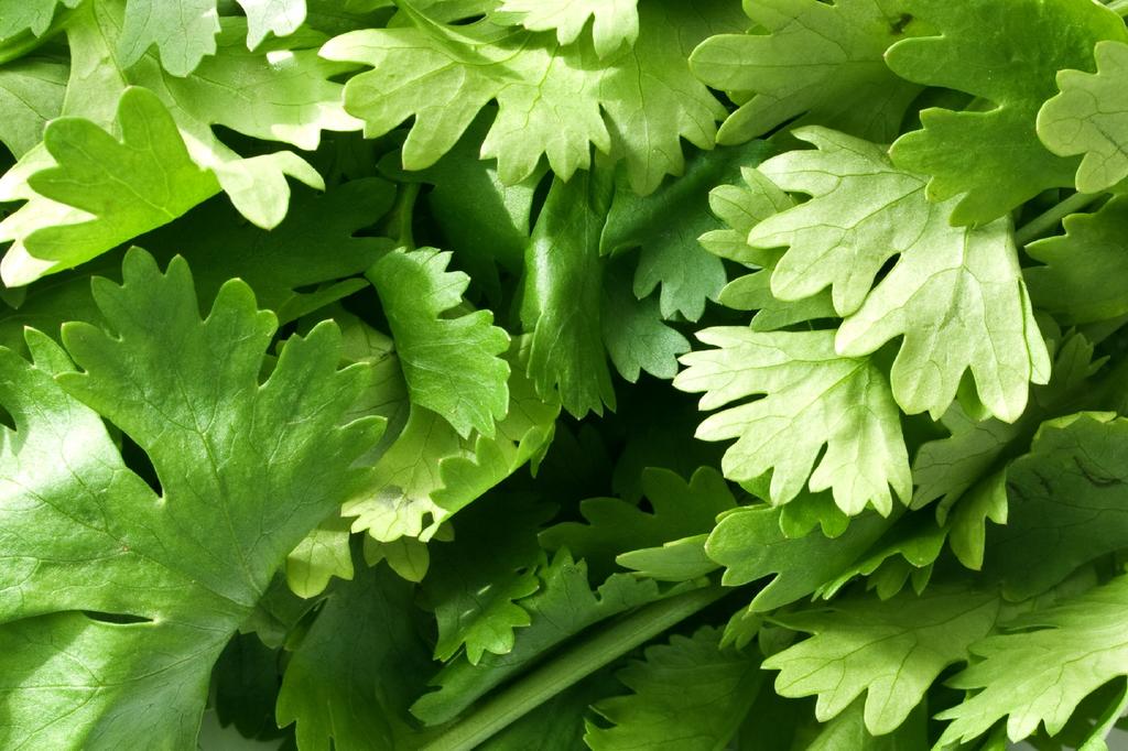 SAFLAX Garden in the Bag - Органический - Кориандр - 150 семян - С субстратом в подходящем пакете - Coriandrum sativum