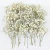 Pack Of 50 Dried Gypsophila Flower Faux Floral With Green Stems For Bouquets Centerpieces And Artistic Display