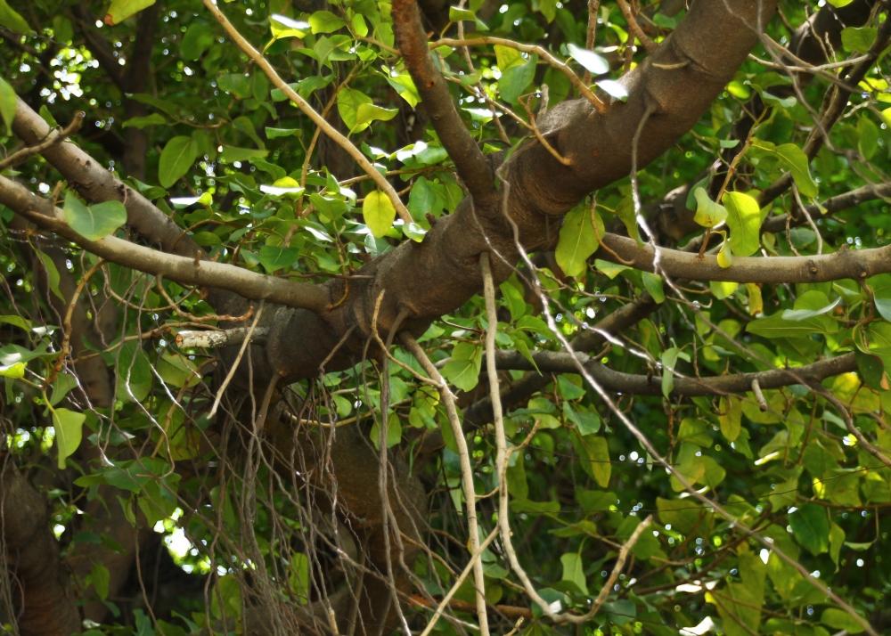 SAFLAX Индийский баньян - 20 семян - Ficus benghalensis