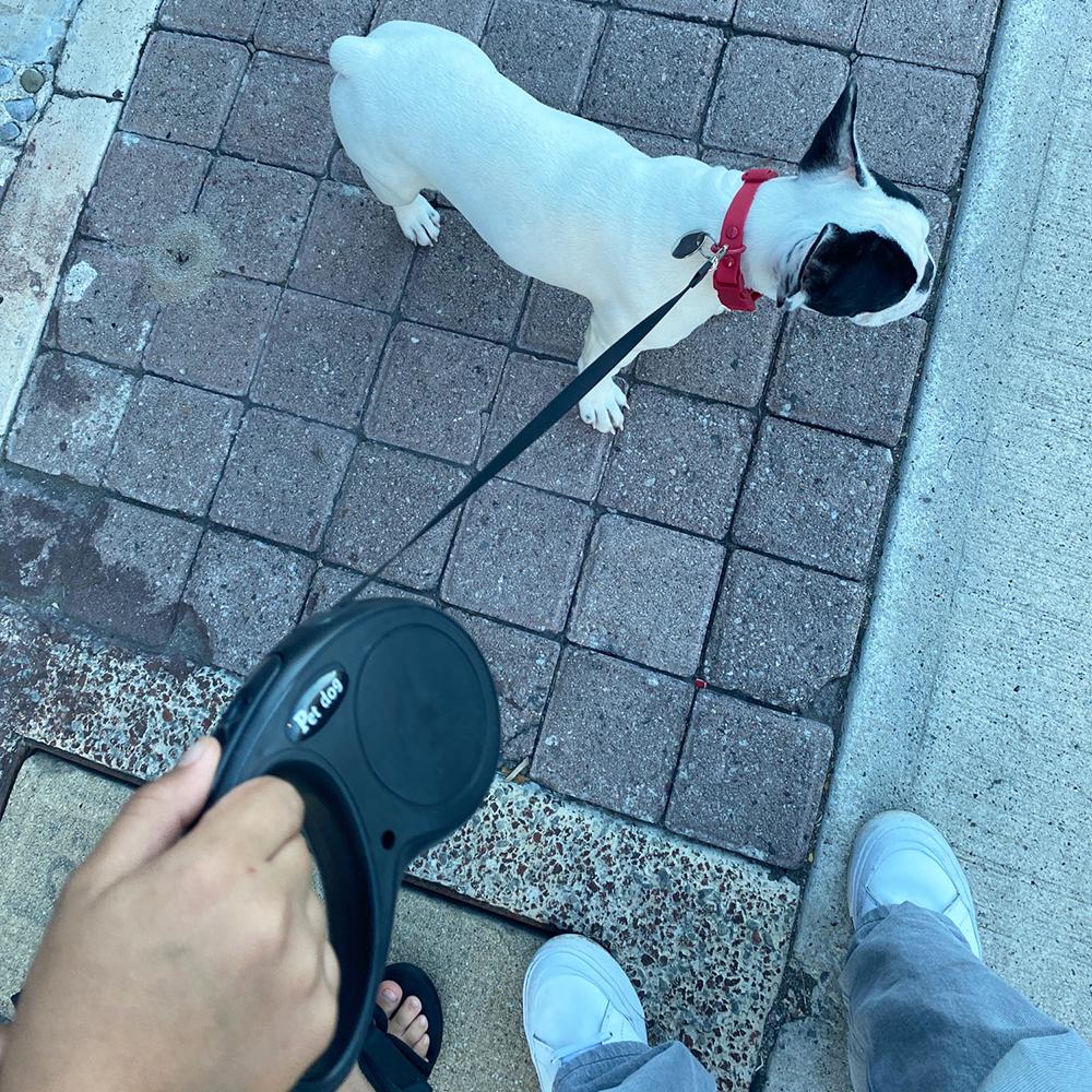 3 м 5 м прочный нейлоновый поводок для собак средних и маленьких собак кошек на открытом воздухе для прогулок автоматический выдвижной поводок для щенков французский бульдог товары для домашних животных