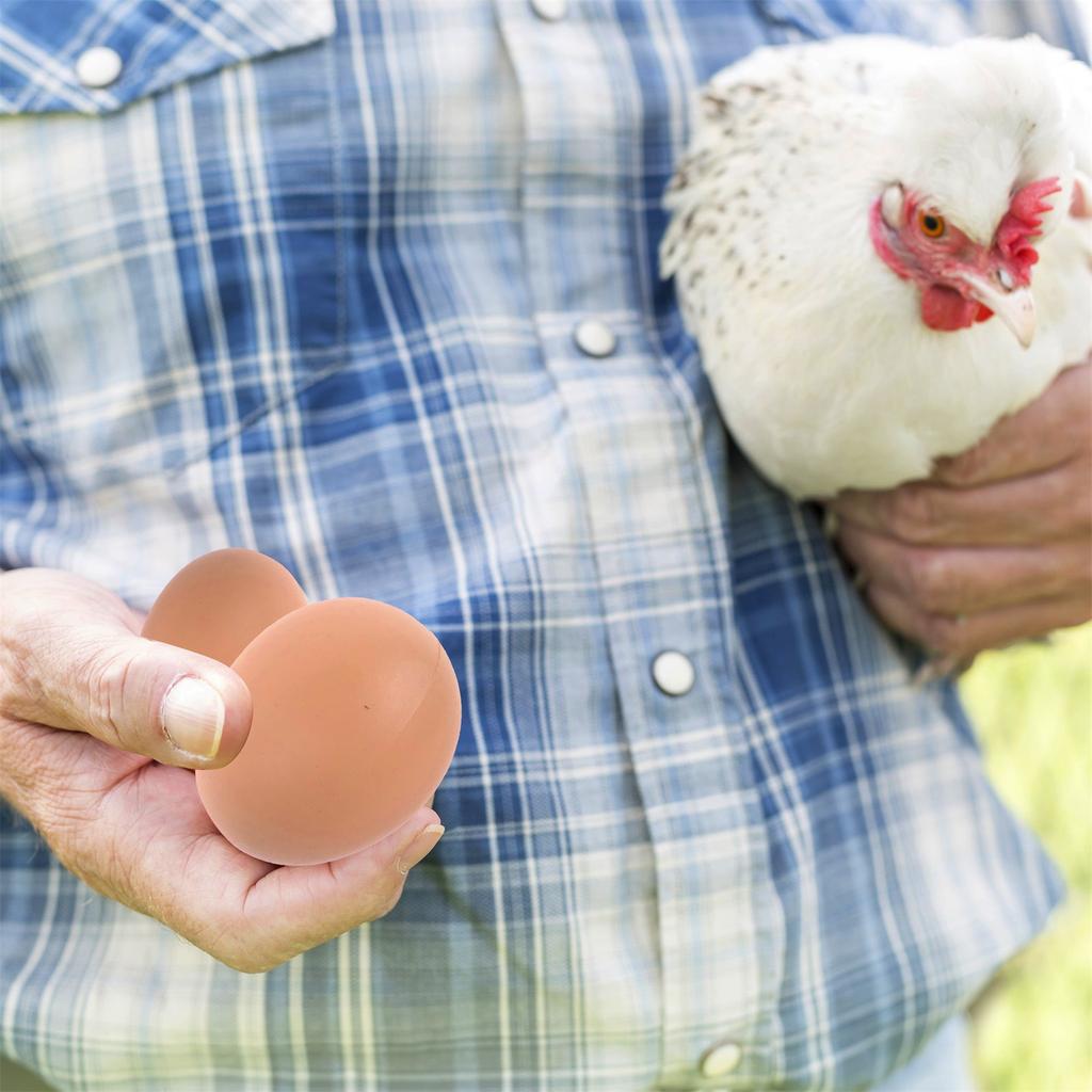 6PCS Mannequin Oeufs Faux Oeufs  Aide Pondre Poule