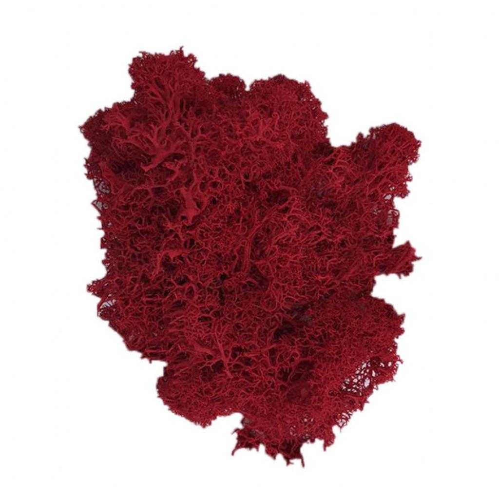 L&B Artificial Plant Preserved Flower Reindeer Moss DIY Craft Garden Home Decor