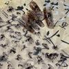 Стиль живописи тушью Яркий Черно-белый Конь Самоклеящаяся Наклейка для Нейл-арта Сделай сам Новогоднее Украшение Маникюрная Наклейка