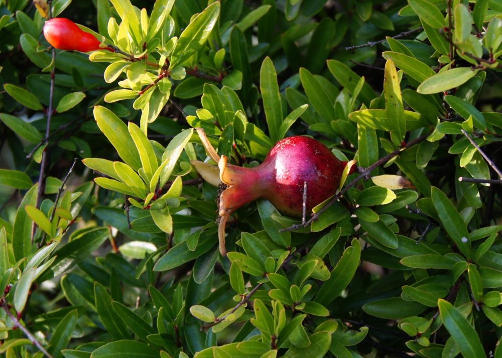 SAFLAX Карликовый гранат - 50 семян - С горшечным субстратом для лучшего выращивания - Punica granatum nana