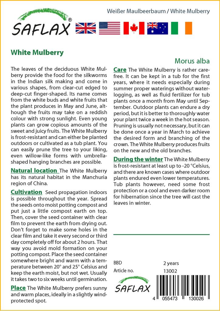SAFLAX Шелковица белая - 200 семян - Morus alba