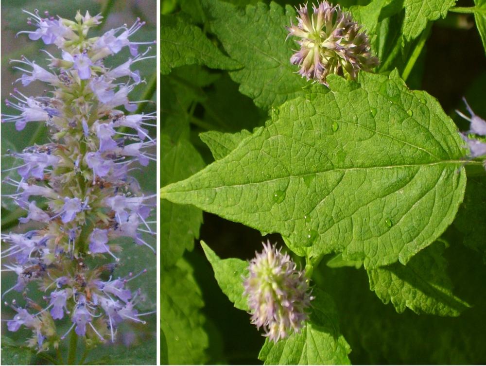 SAFLAX Garden in the Bag - Мята корейская - 1200 семян - С субстратом в подходящем пакете-стойке - Agastache Rugosa