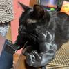 Yousheng Cat Muscle Arm 3D Printed Neck Arm with Muscle Pet Cosplay Costume Accessories for Halloween Birthday Party Supplies