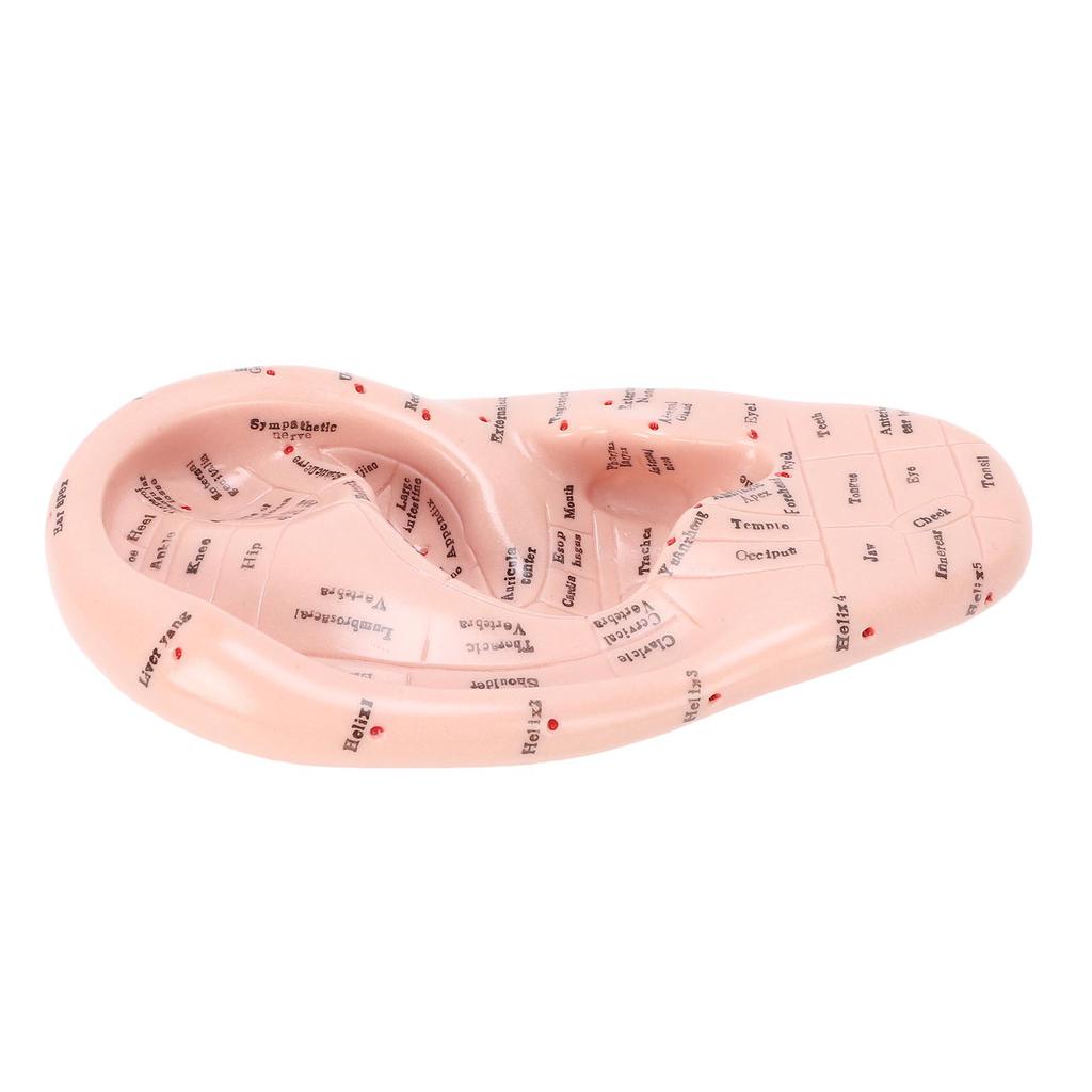 Ear Acupuncture Point Model Acupressure Massage Tool for Reflexology and Auricular Training 17cm PVC Anatomical Teaching Aid for Massage Schools and