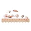Natural Mixed Shell Conch Jewelry & Fish Tank Decorations