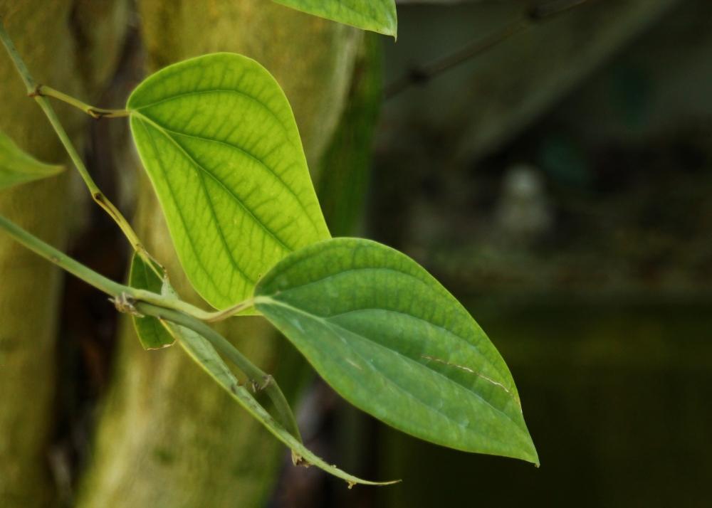 SAFLAX Garden in the Bag - Растение перца - 20 семян - С субстратом в подходящем пакете - Piper nigrum